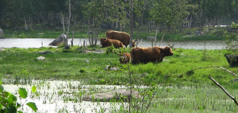 Bennas2010-5963.jpg - More cattle in the swamps.